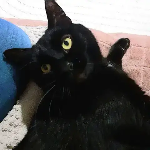 Bob