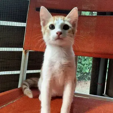 ✨️ Moo ✨️ 🐱 photo 2