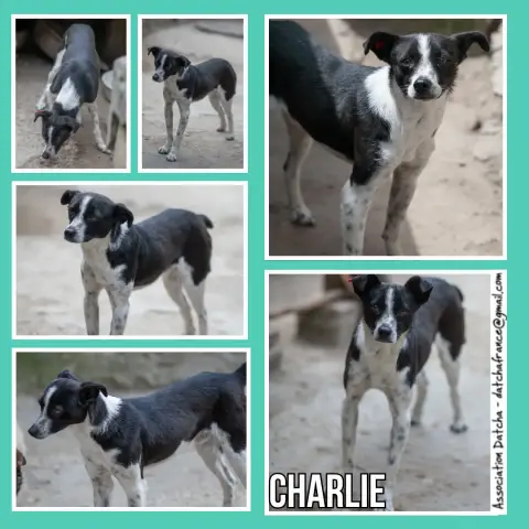 Charlie