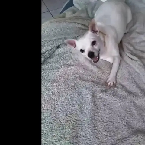 Poupi Petite Chihuahua Pleine D'Amour