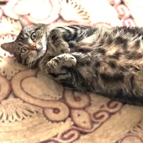 Néo