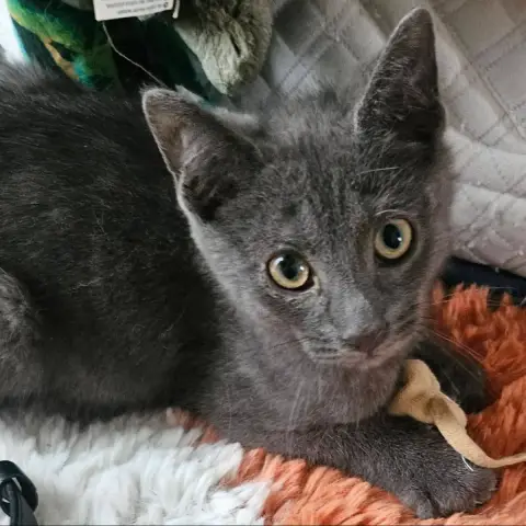 Baloo Et Bohême