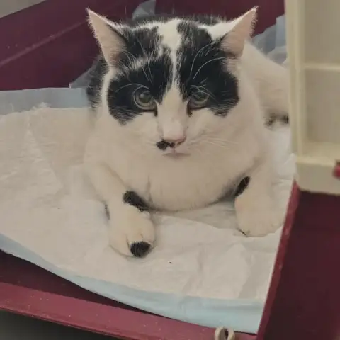 Nikita photo 2