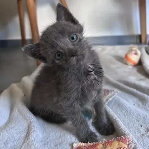 Kimi