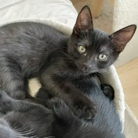 Bouba photo 3