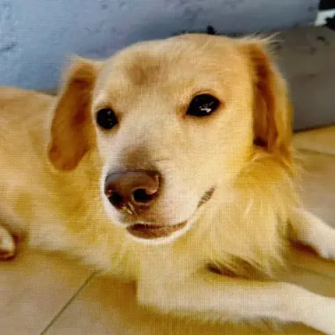 Everest Petit Chien Reunion photo 2