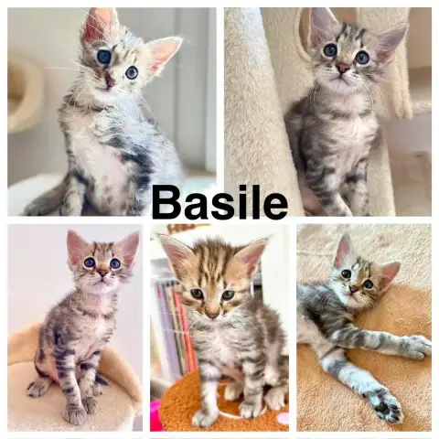 Basile & Cerise photo 2