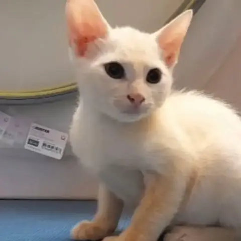 ✨️ Zephyr ✨️ 🐱