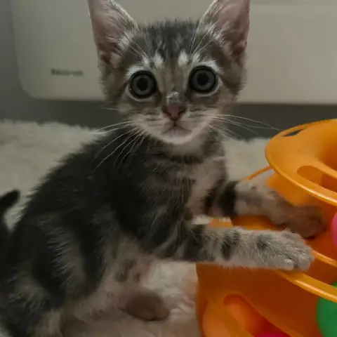 Phoebe