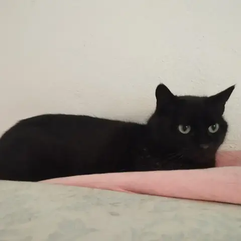 Gina