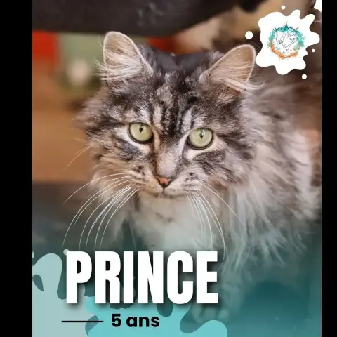 Prince