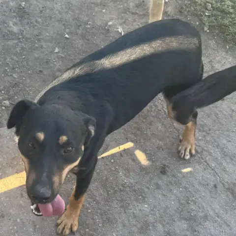 Zuzu