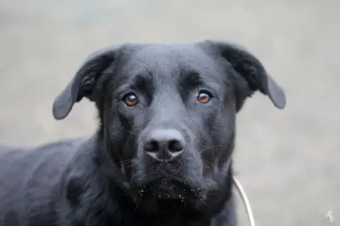 Rocky photo 2