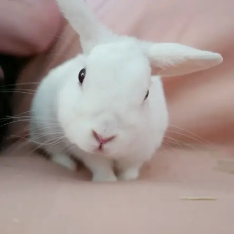 Minou