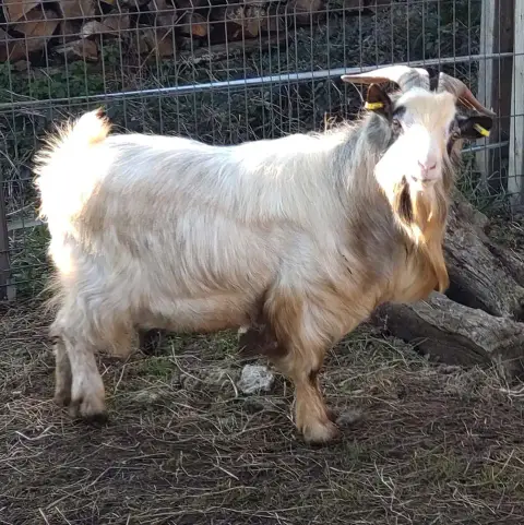 Galictete