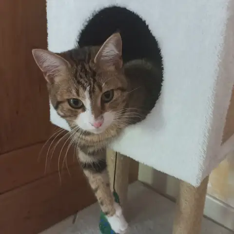 Gribouille