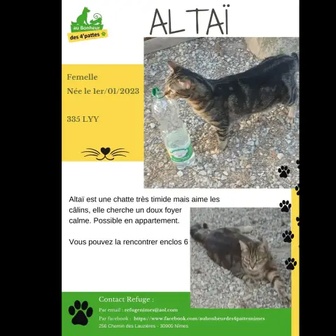 Altaï