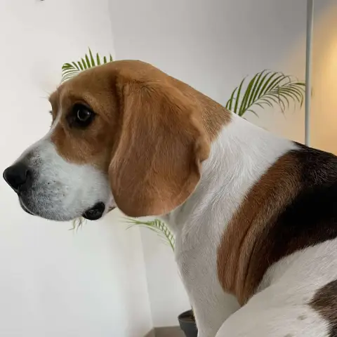 Ponchiot