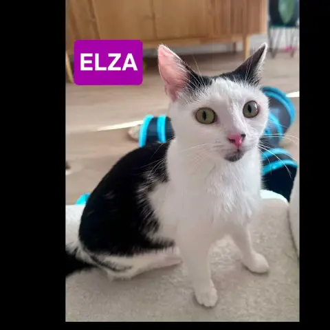 Elza Et Newton photo 3