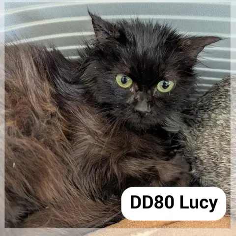 Lucy/Luiza