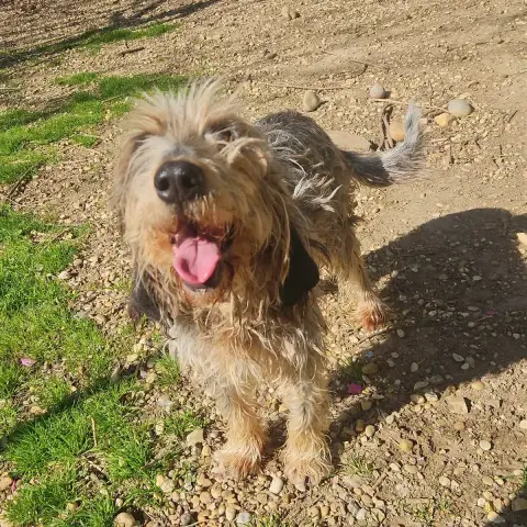 Peanuts