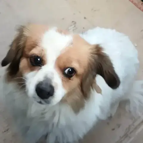 Rosita