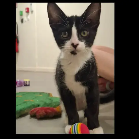 Domino