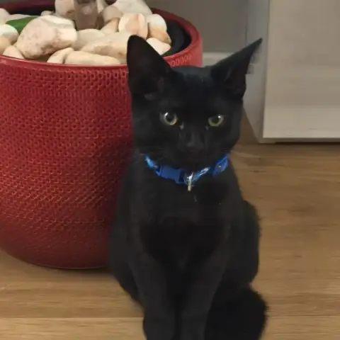 Anakin