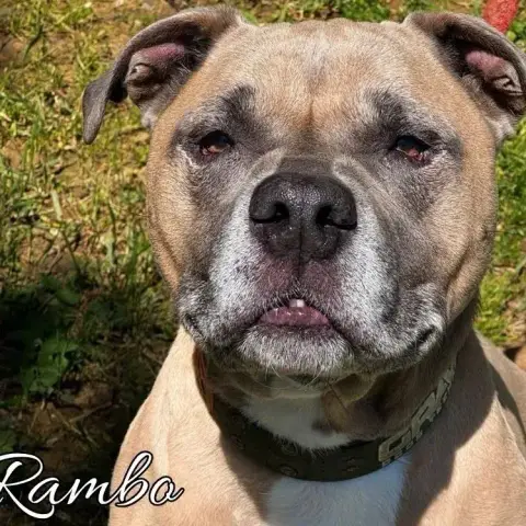 Rambo