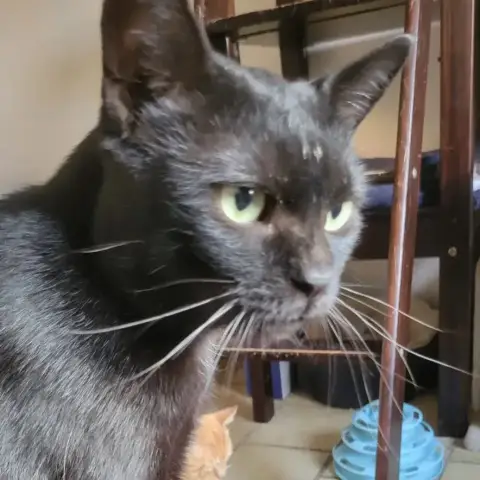Blacky