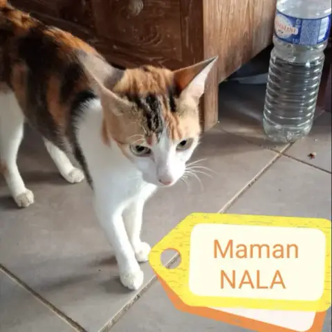 Nala photo 2