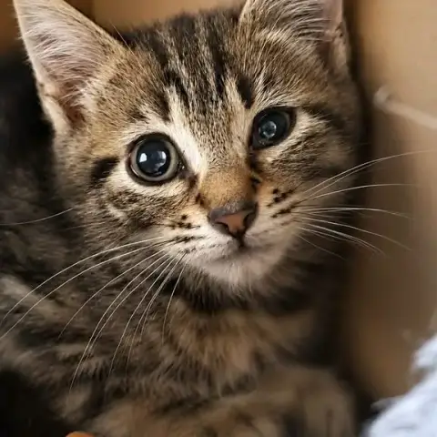 Mignon photo 3