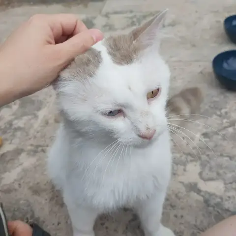 Tok