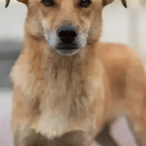 Rocket