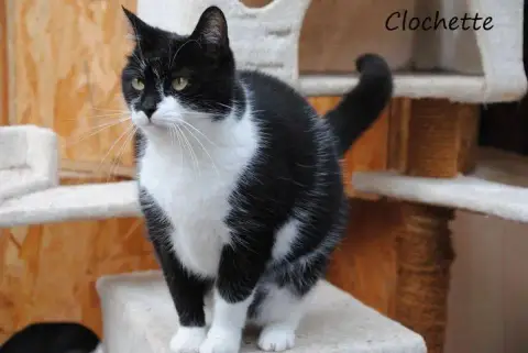 Clochette
