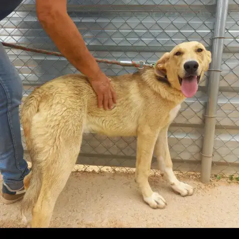 Almendra