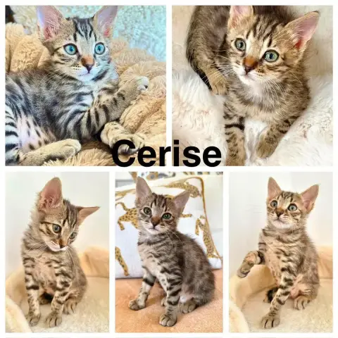 Basile & Cerise