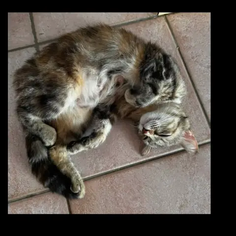 Fidji photo 2
