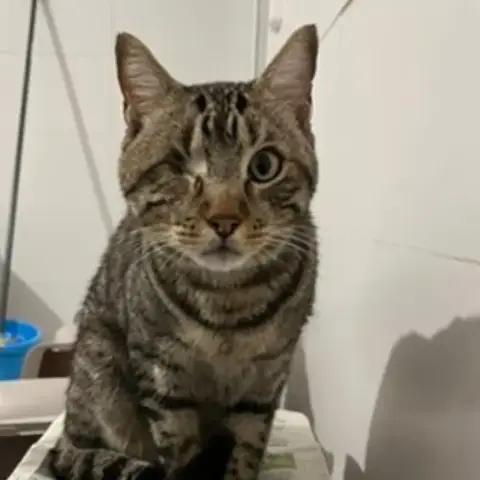 Simon