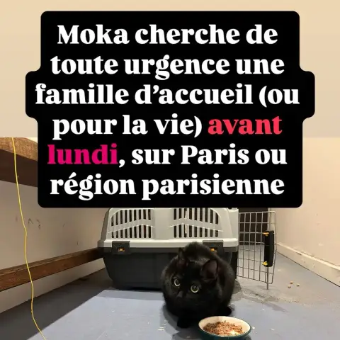 Moka Pour Fa Ou Adoption photo 2