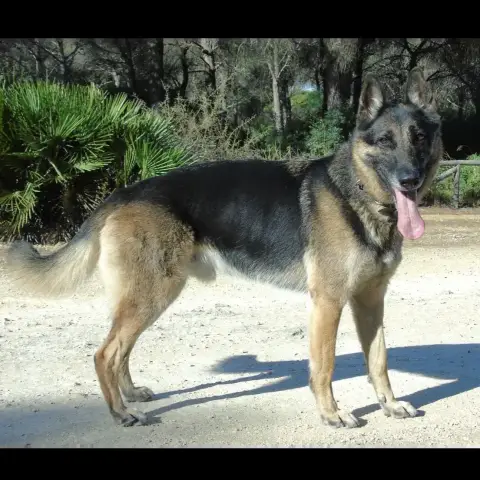 Apolo