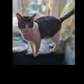 Bernard