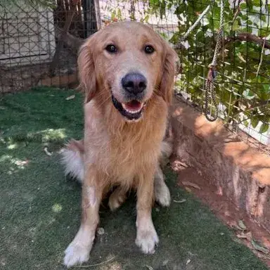 Manolo