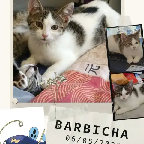 Barbicha photo 3