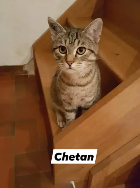 Chetan