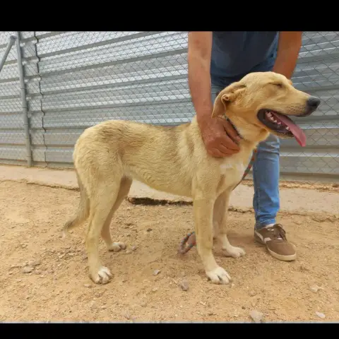 Almendra photo 2