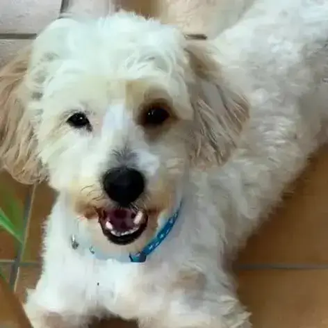✨️ Qormi ✨️ 🐶