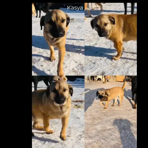 Kasya