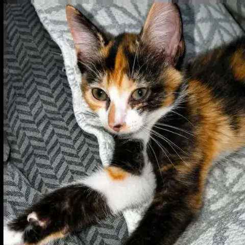 Zena