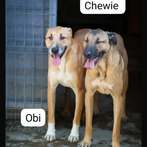 Obi